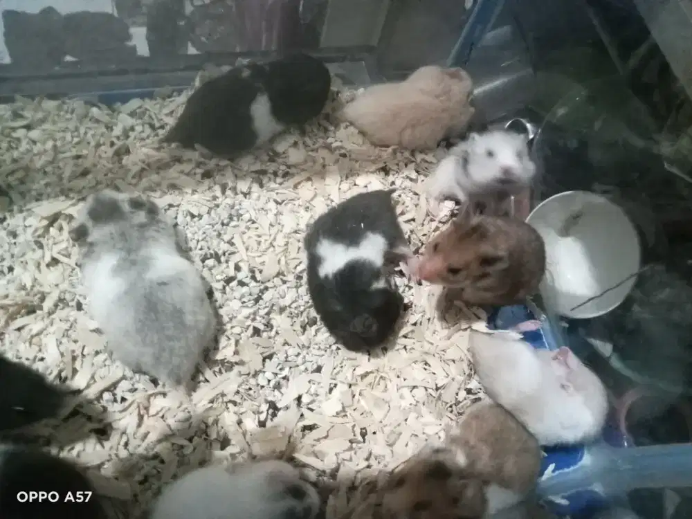 Hamster sirian murah