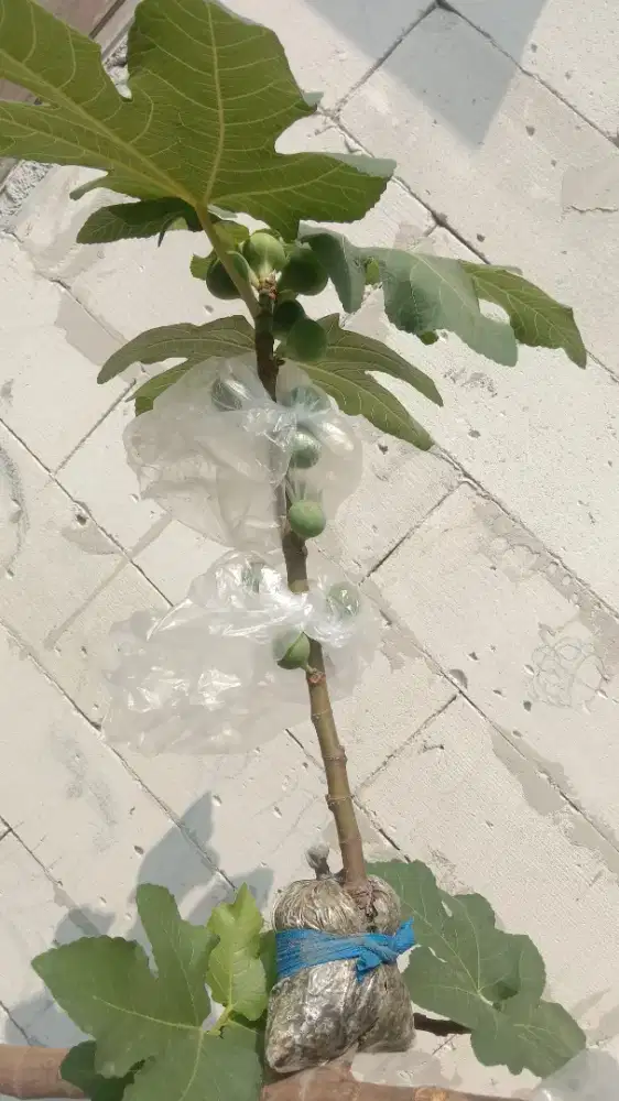 Bibit pohon tin cangkokan