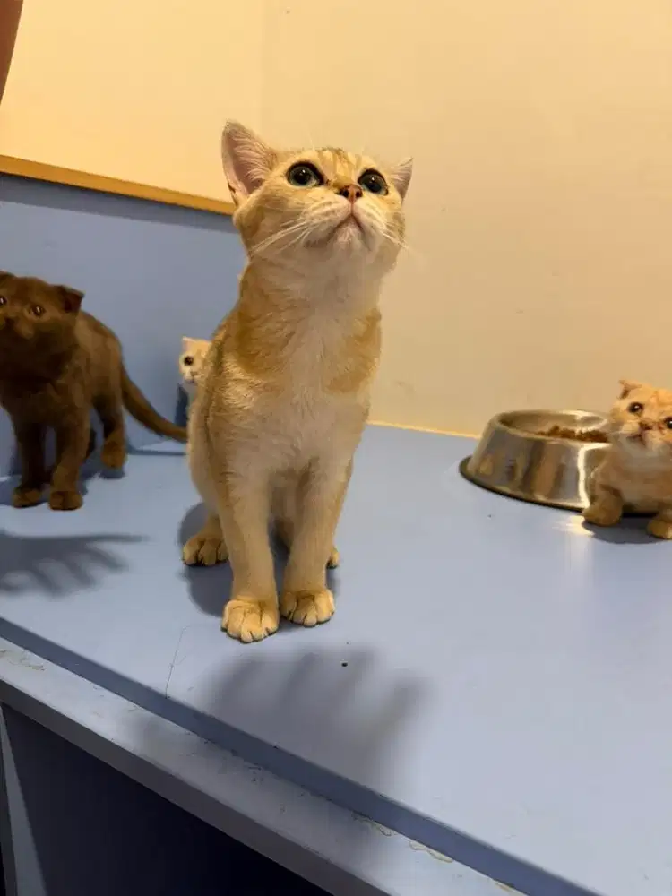 lepas adopt kucing scotish bsh munchkin fold jantan betina tangerang