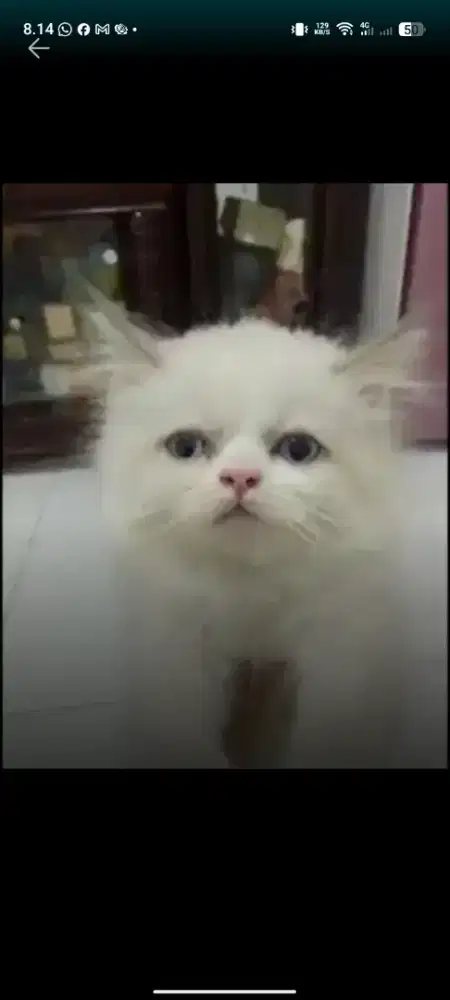 Kucing Anggora Medium