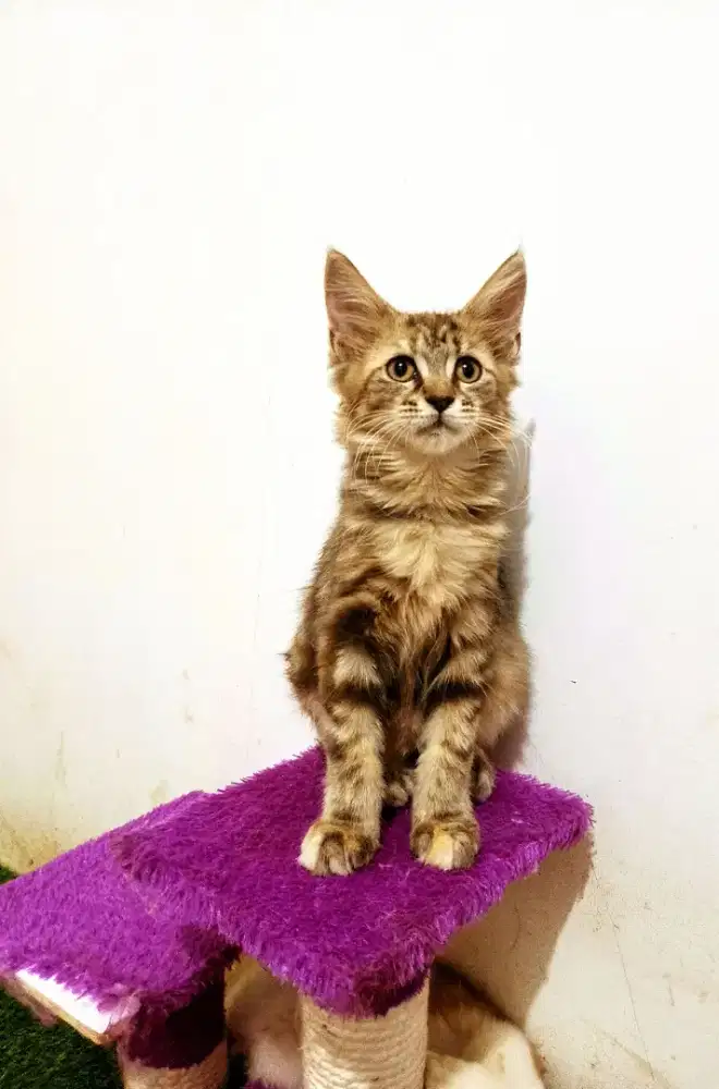 Kitten MaineCoon Betina Pure No mix. Induk Ped CFA Maine Coon