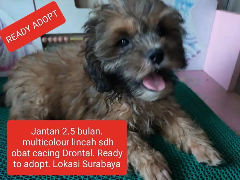 READY ADOPT. JANTAN MALTIPO MULTICOLOUR 2.5 Bln