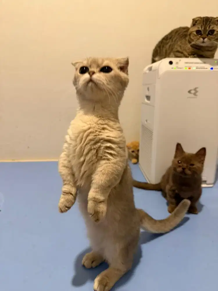 lepas adopt kucing munchkin bsh scotish fold betina jantan murah