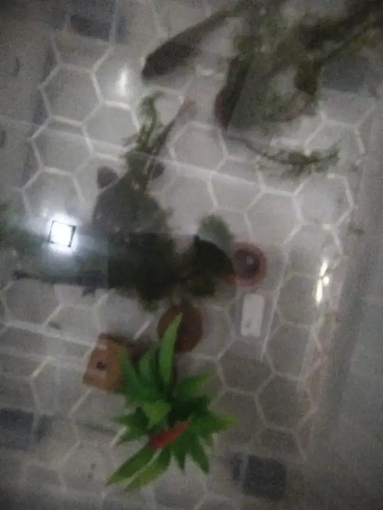 Ikan rtc sekitar 11 cm