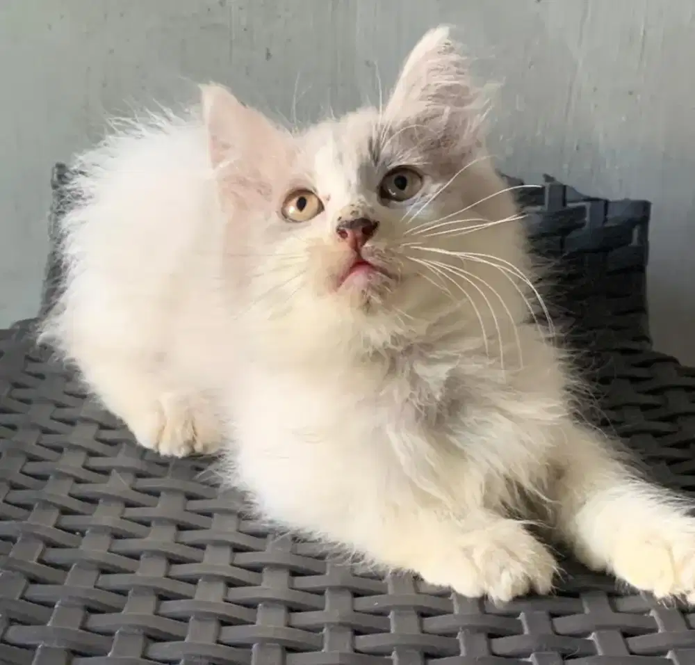 Persia kitten Gemoy