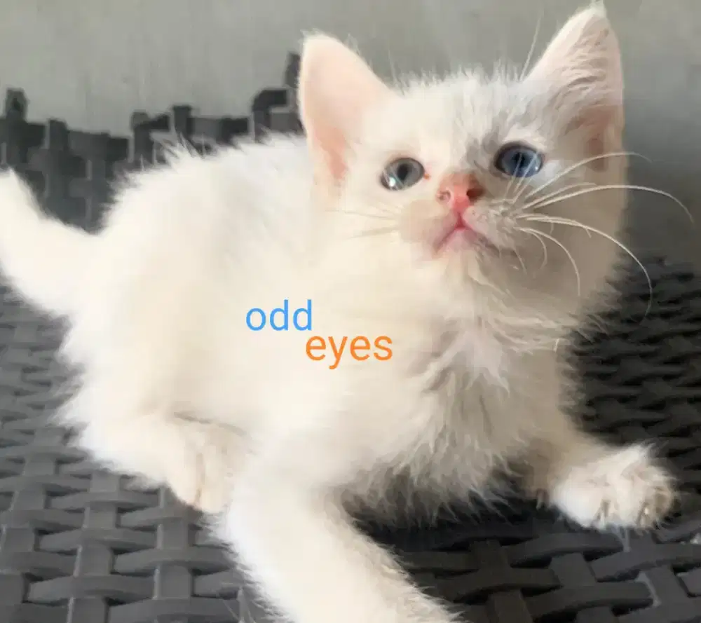 Persia kitten White Odd Eyes