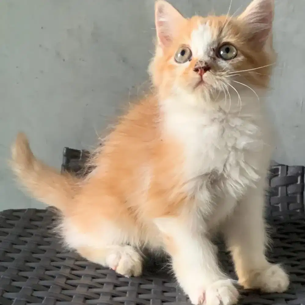 Persia kitten orange white