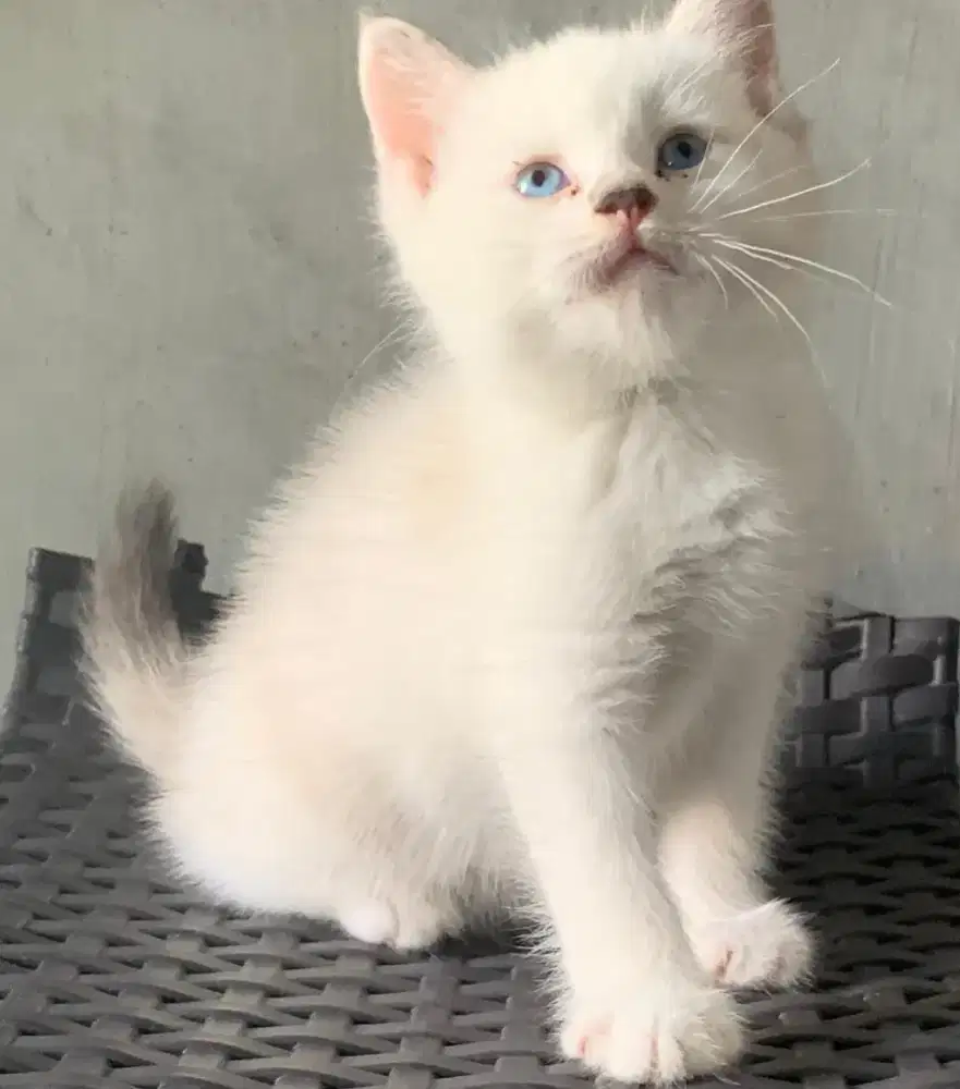 Persia kitten lucu