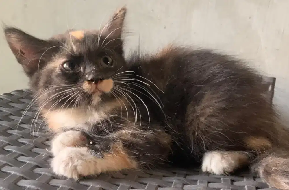 Persia kitten calico