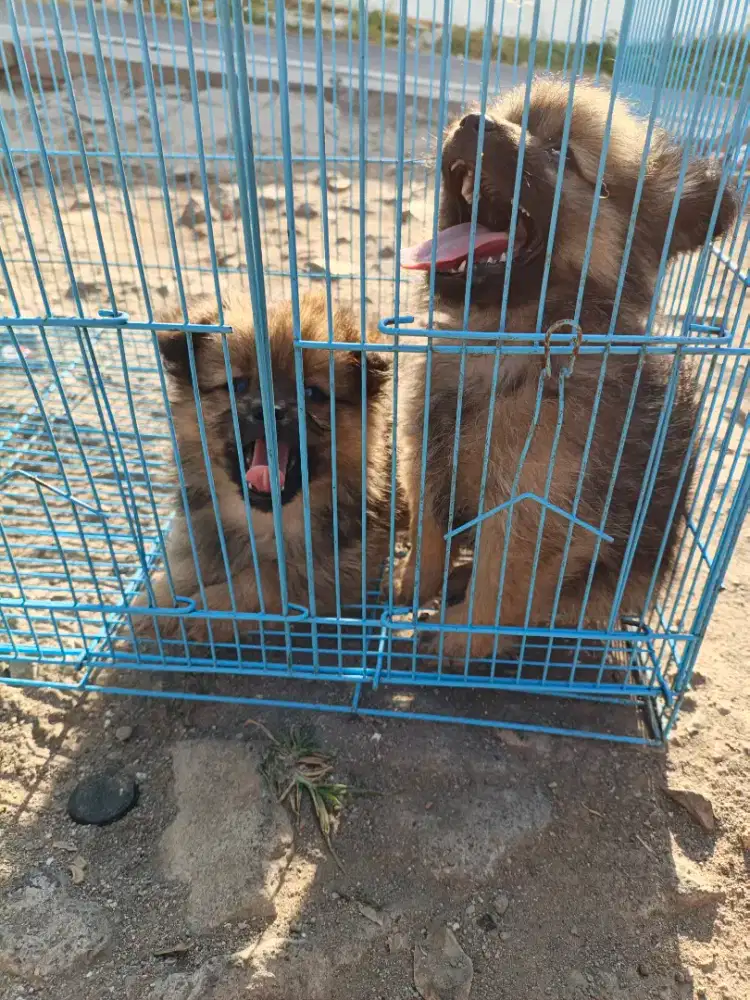 anak anjing minipom no mix betina