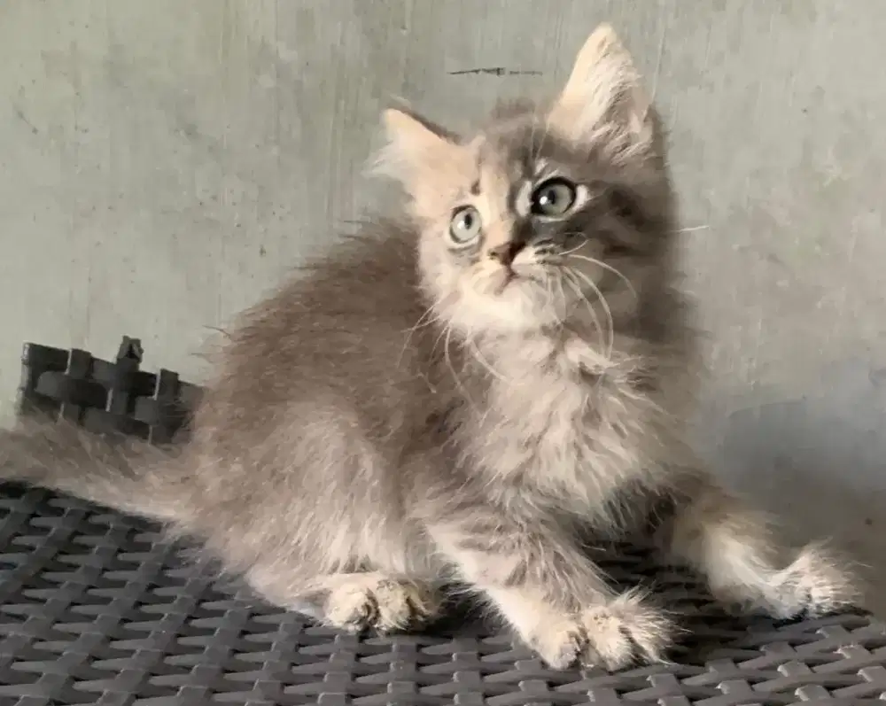 Persia kitten grey