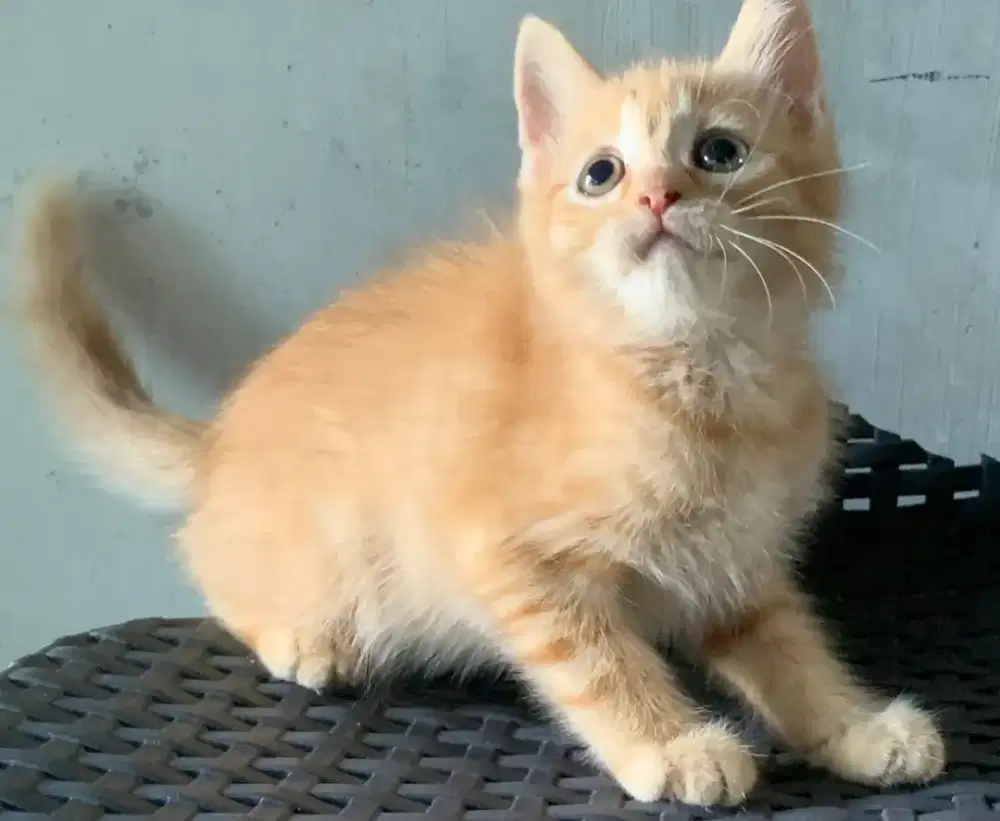 Persia kitten orange