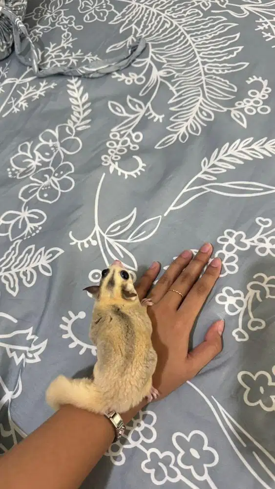 Jual Sugar Glider 3 Ekor