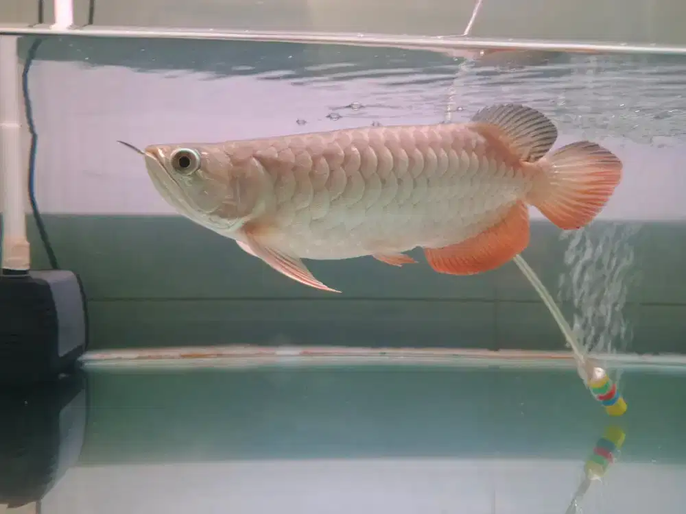 Arwana golden red spesial