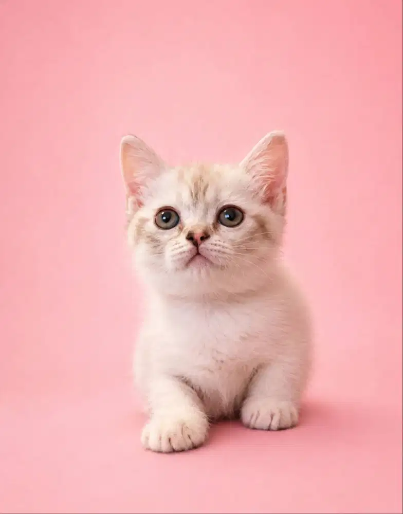 Munchkin Gaelic mix Bsh