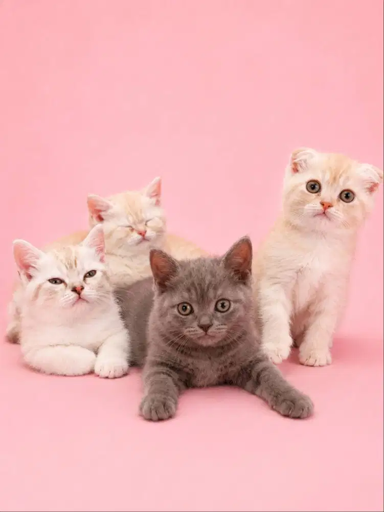 Munchkin Gaelic mix Bsh