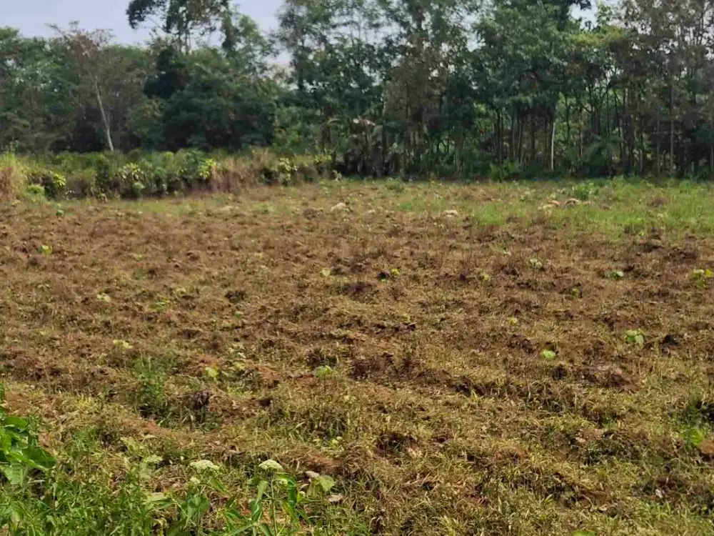 Jual Tanah Kebun Murah