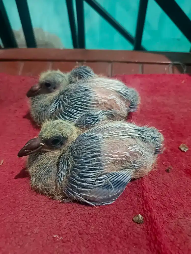 Indukan merpati pos, lepasan cirebon  berikut anakan
