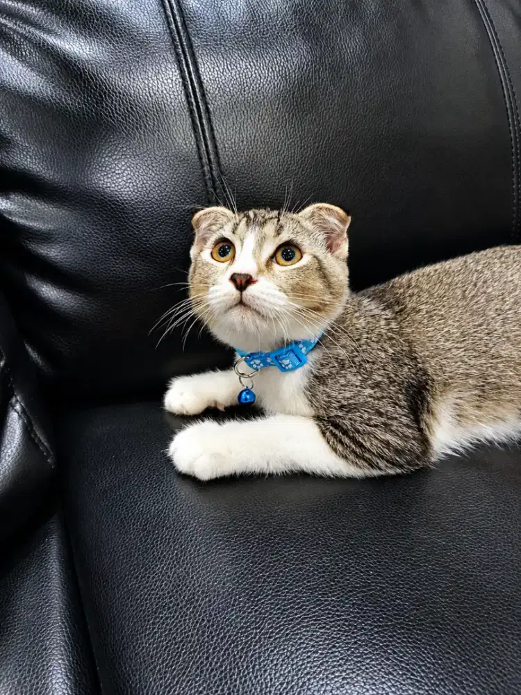 Anak kucing scotish jantan