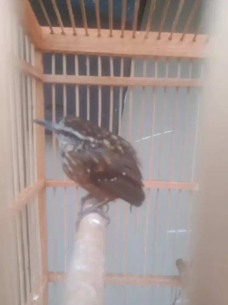 Burung rowo Rowo mini