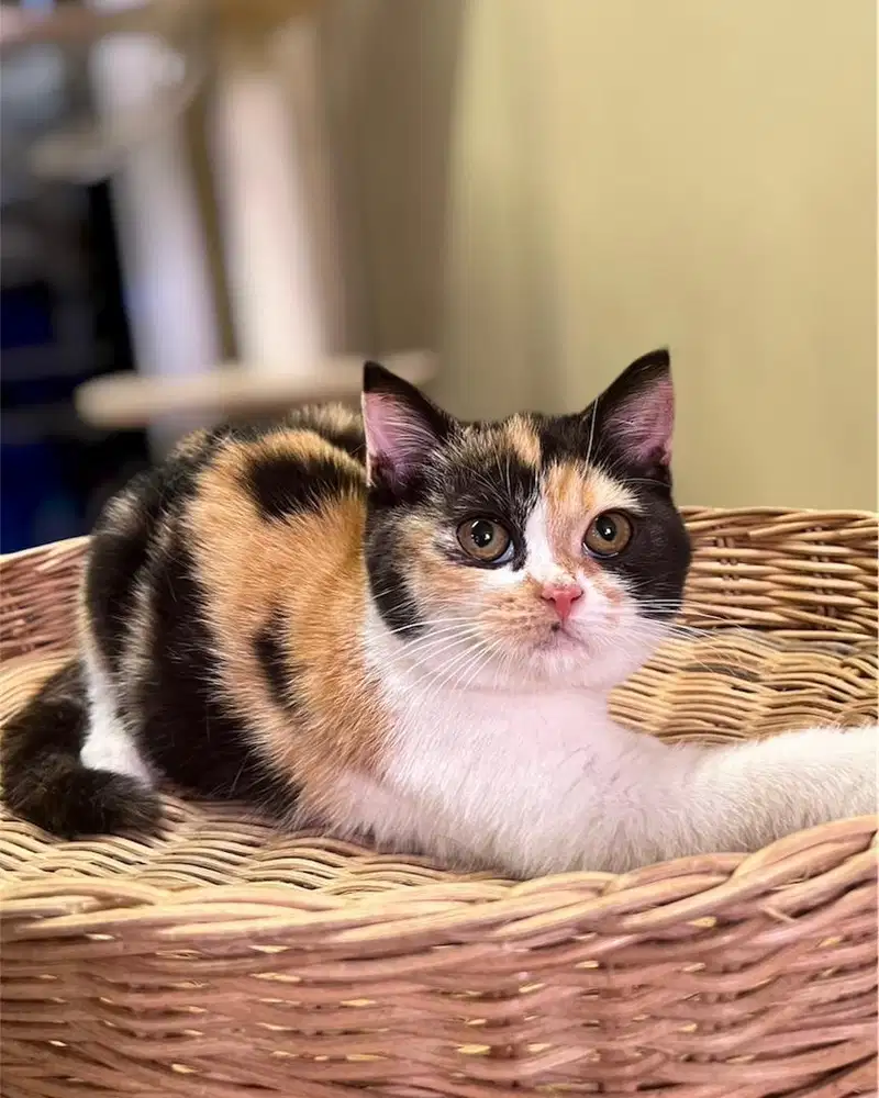 Kucing british shorthair BSH Calico