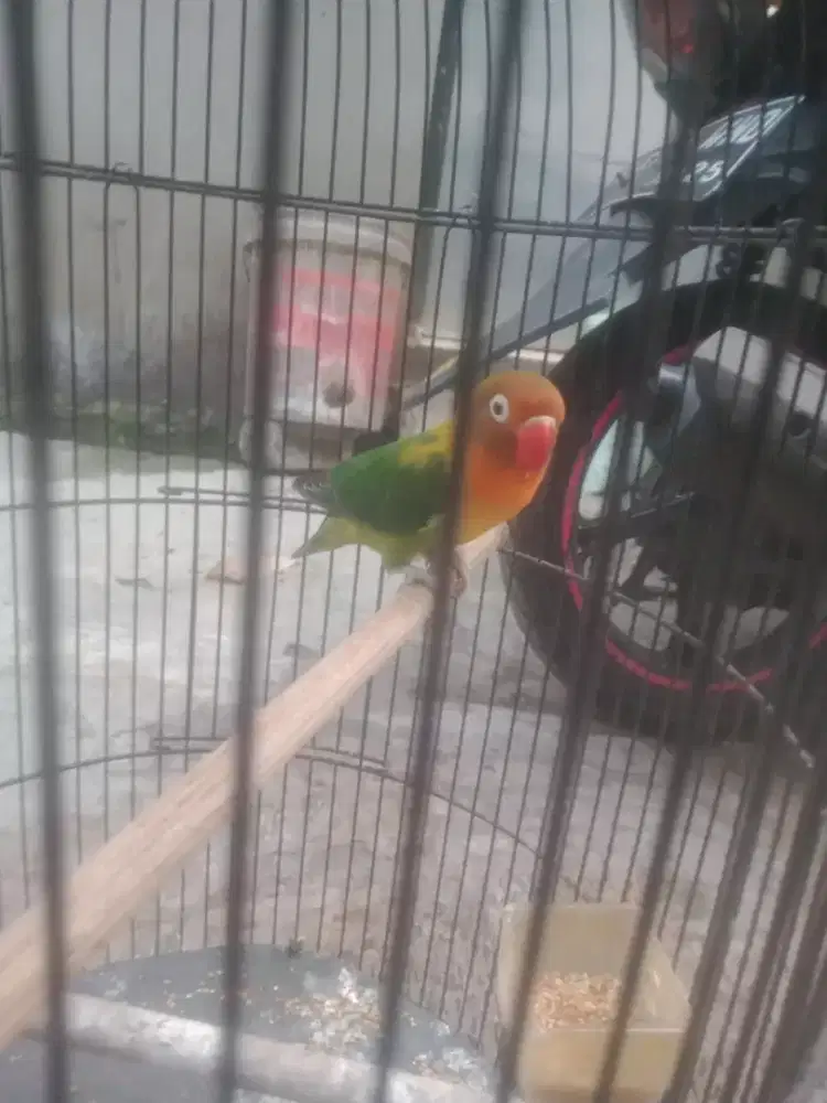 Burung Lovebird