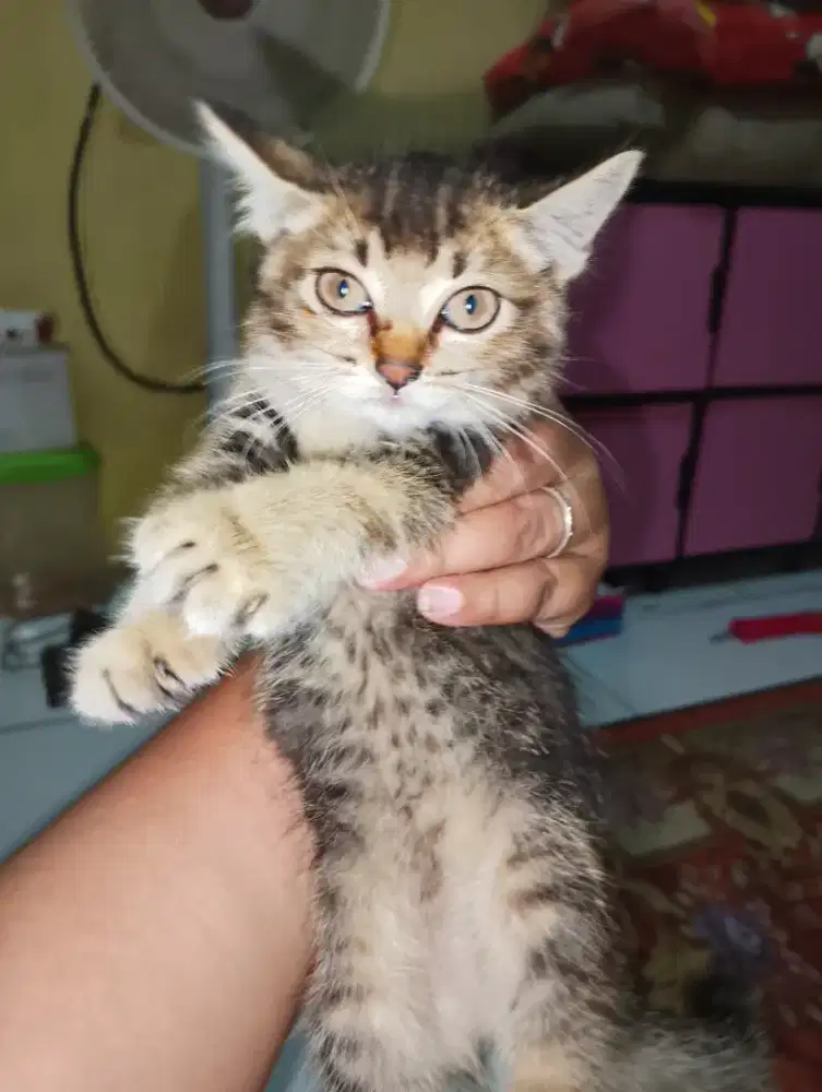 Open adopsi kucing betina