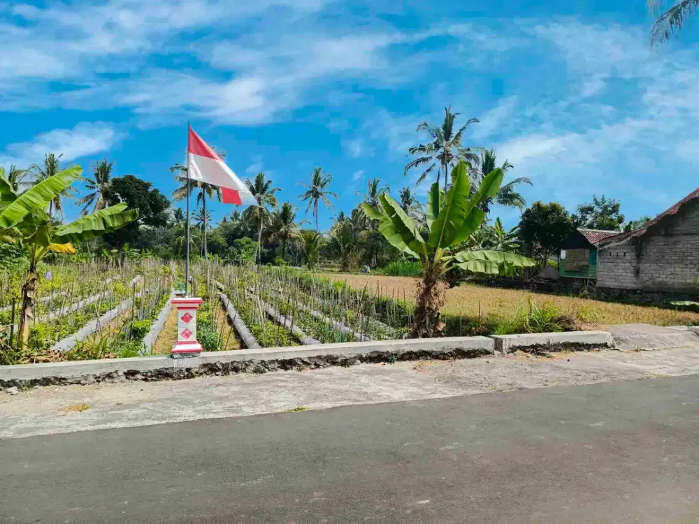 Tanah Murah Asri View Gunung Merapi Hamparan Sawah Hijau