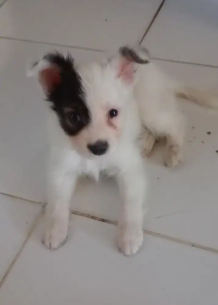 Anak Anjing Cakep imut