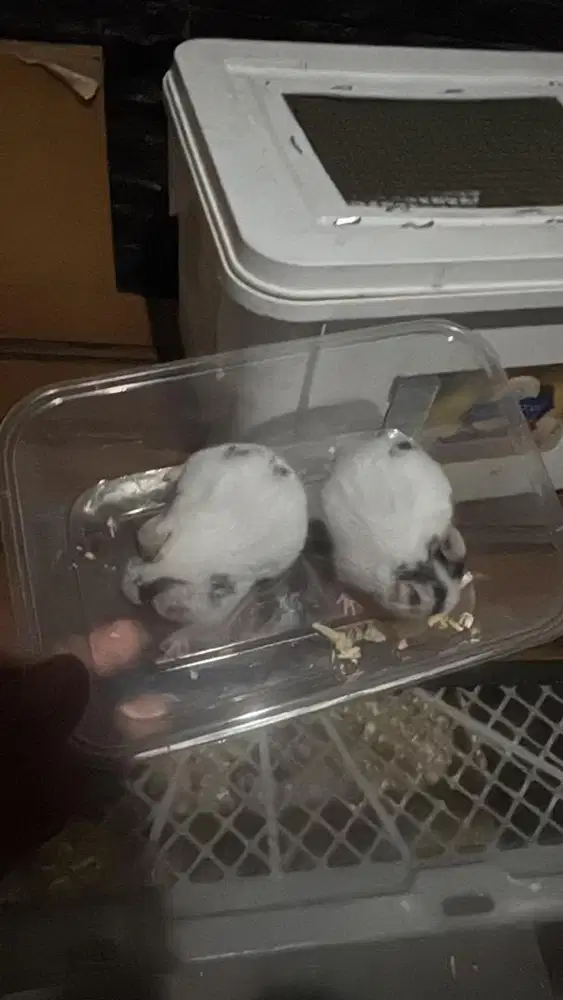 Hamster syrian daple