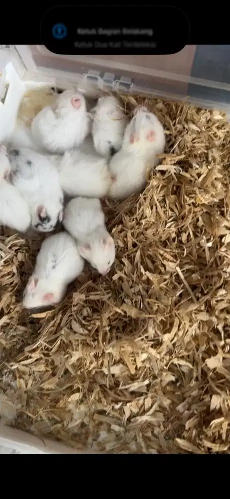 Hamster syrian polywhit Sh dan LH