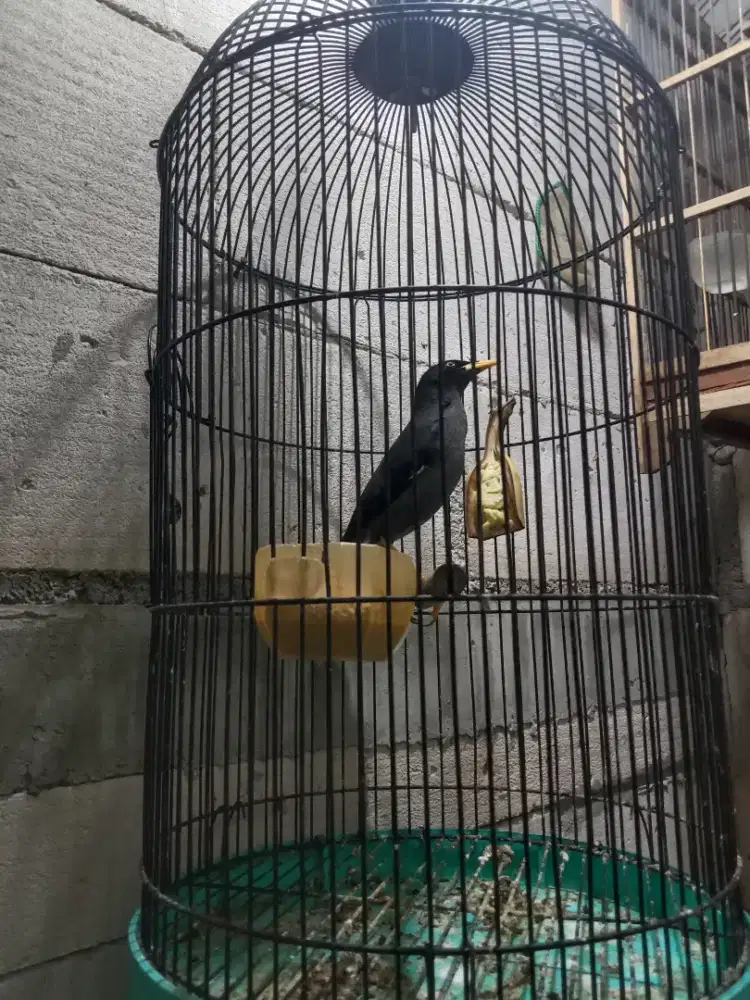 Burung jalak kebo