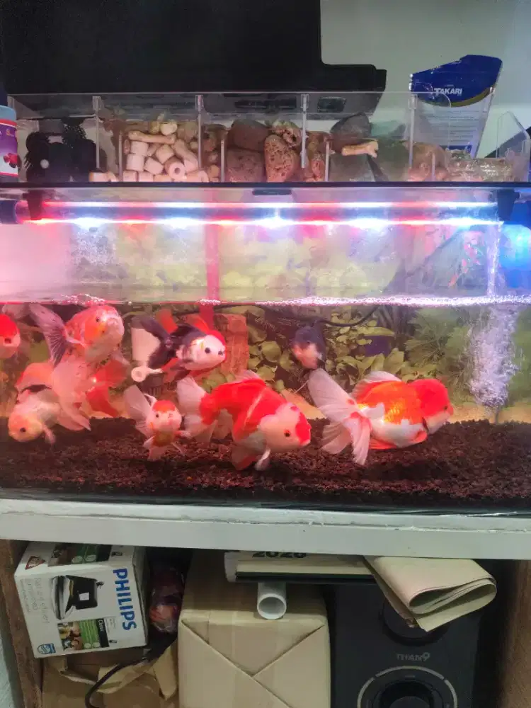 Aquarium 60x35x35 Fullset tinggal Colok