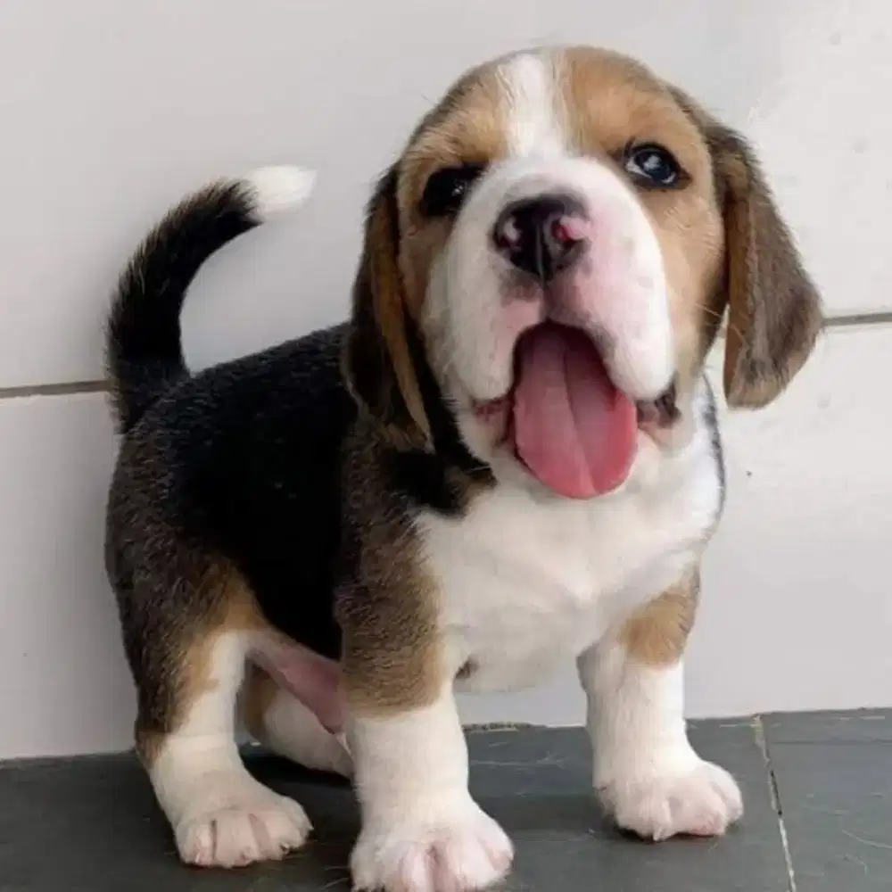 Di jual anjing Beagle