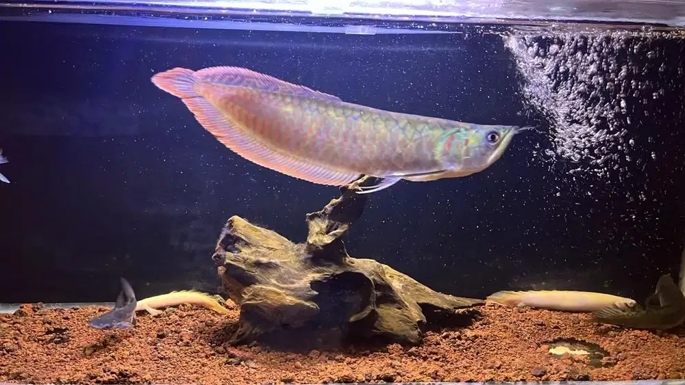 Arwana Silver Red