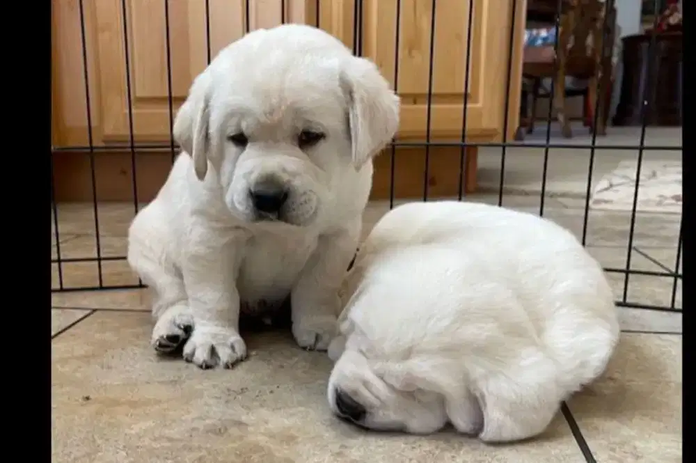 Di jual anjing Labrador retriever