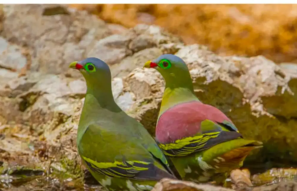 Merpati Hutan Lengkuak