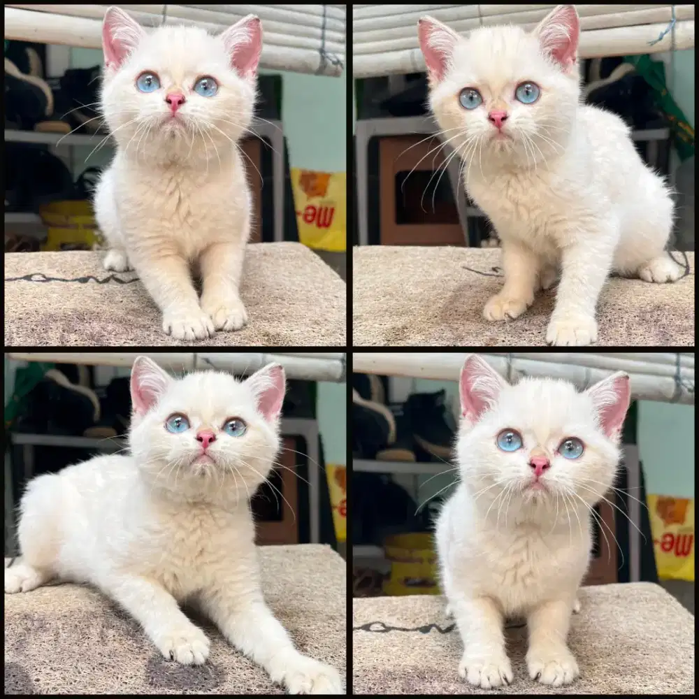 Kucing bsh betina golden point