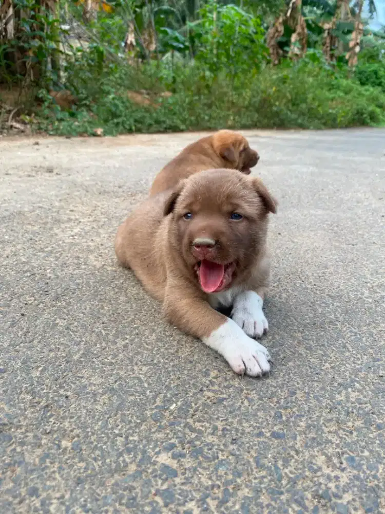 pitbull x kampung