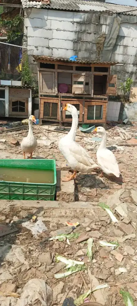 Soang angsa paketan 3 ekor