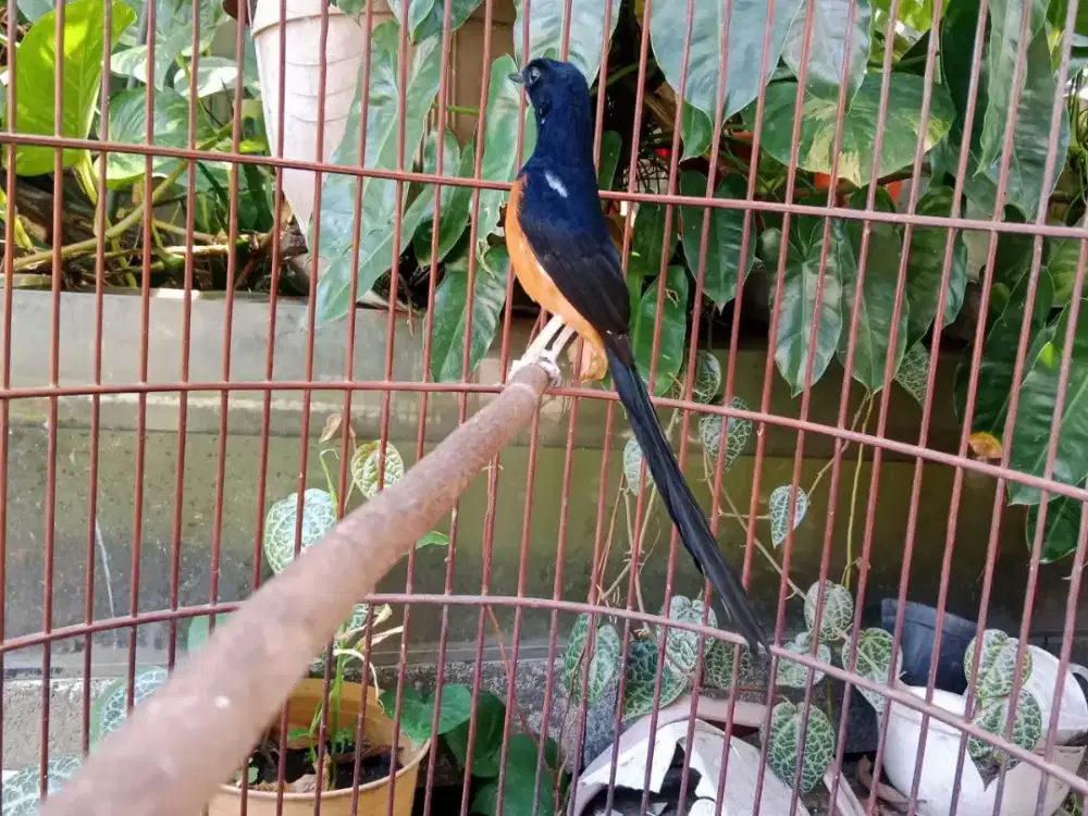 murai medan blorok