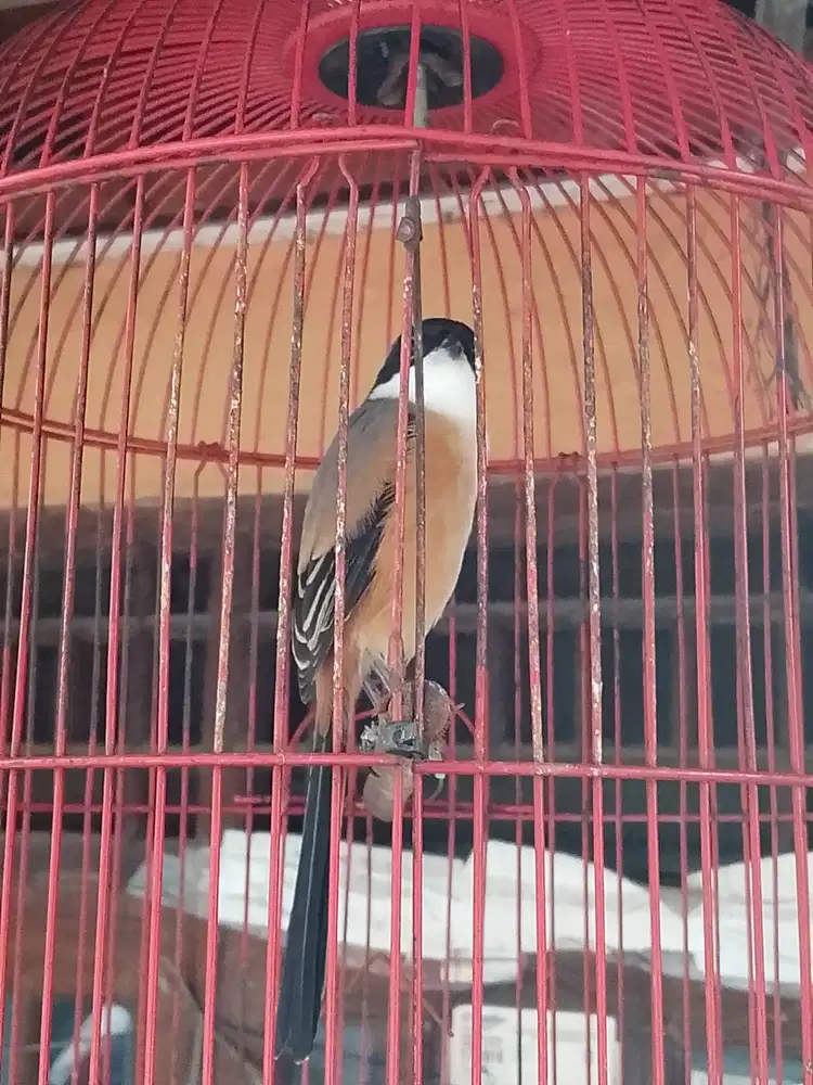 Pentet mulus, jinak, bunyi 350 full set