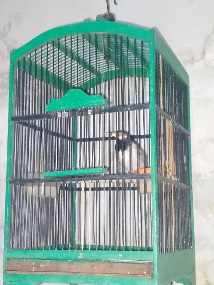 Burung jalak suren fullset
