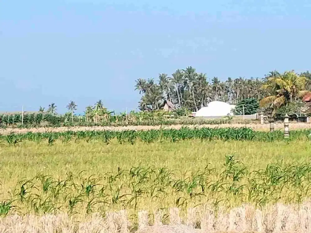 Tanah View Sawah 750 Meter ke Pantai Pasut Tabanan