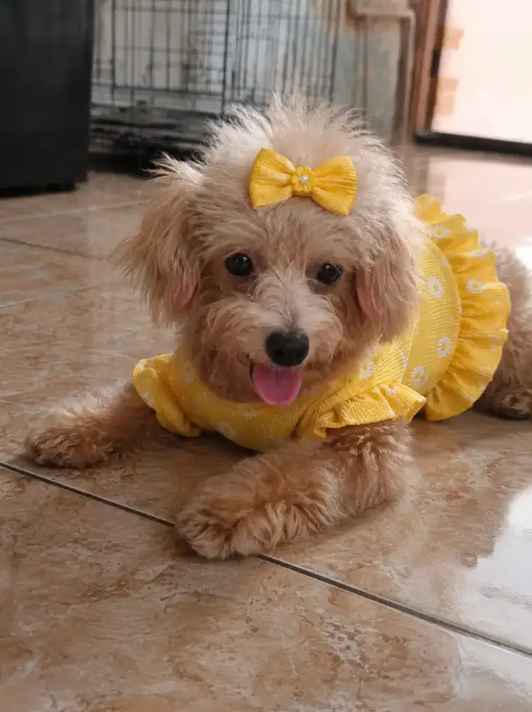 MINI POODLE BETINA