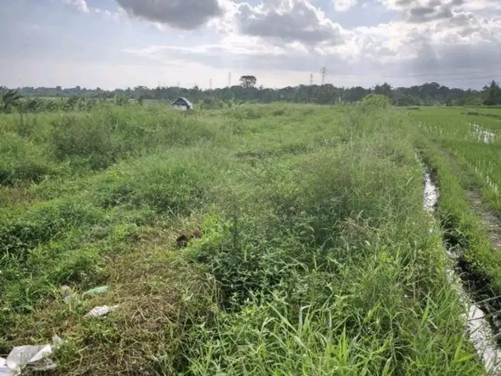 Tanah Sewa 64 Are View Sawah Di Jalan Utama Kaba-kaba