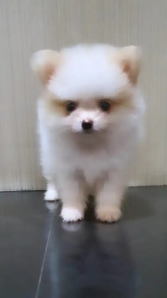 Minipom jantan 2 ekor
