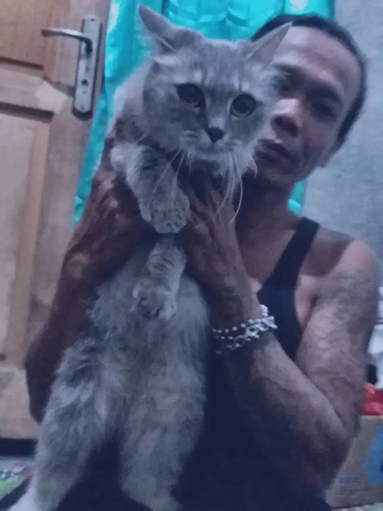 Jual Kucing Anggora Kesayangan