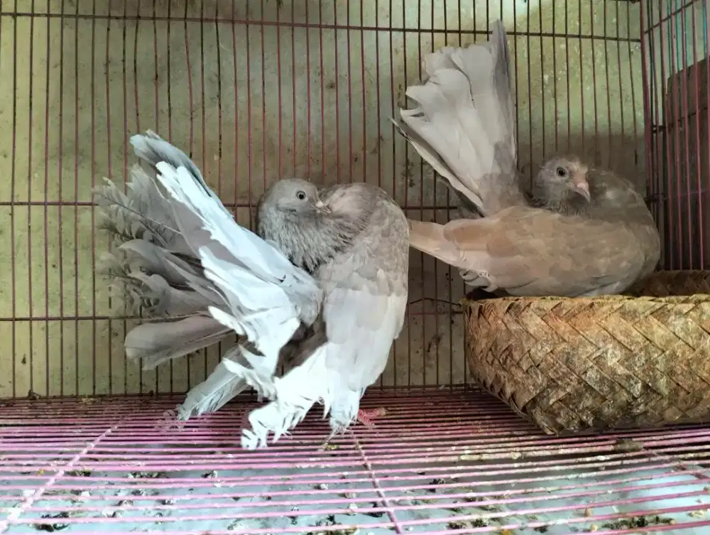 Merpati Indian Fantail Silver - Sepasang Produksi