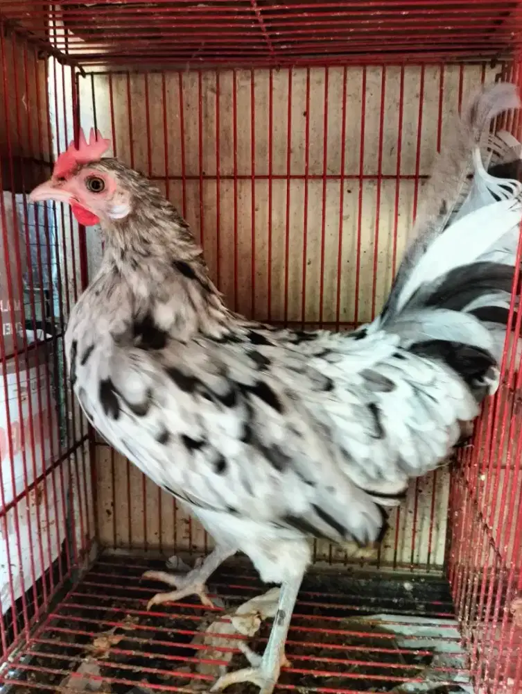 Ayam Bantam Phoenix Warna Bagus - Produksi